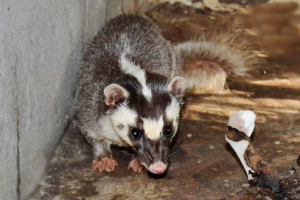 Burmai ferrous badger - ritka állat